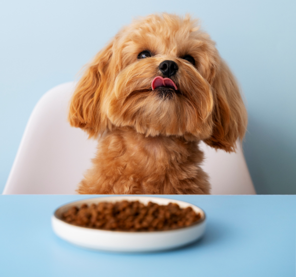 Alimentos para tu mascota